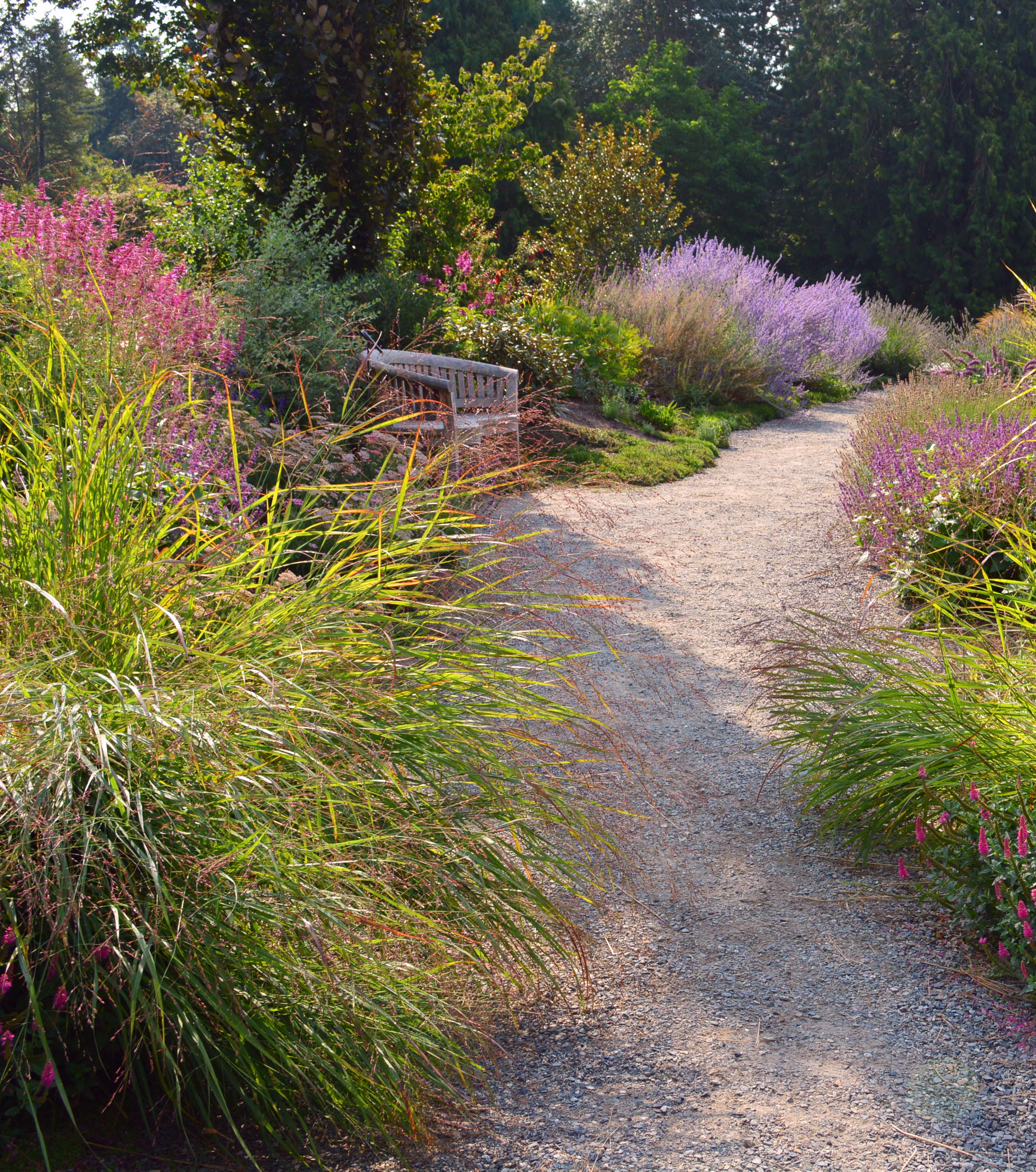 Purple Path at Botanic Garden in Washington copyright Shawna C